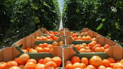 Ставропольские аграрии реализовали почти 66 тыс. тонн овощей открытого грунта
