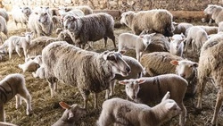 План окотной кампании выполнен на 82% на Ставрополье 