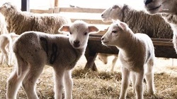 Свыше 30 тыс. ягнят родились на Ставрополье с начала года
