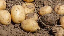 В Апанасенковском округе приступили к севу овощей открытого грунта