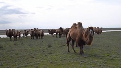 Верблюжью шерсть получают на ферме в Апанасенковском округе