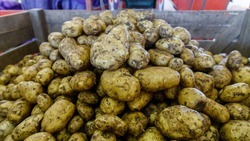 Ставропольские аграрии собрали свыше 100 тыс. тонн картофеля