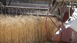 Аграрии Ставрополья наращивают производство сельхозкультур благодаря новым технологиям