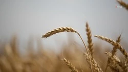 Аграрии Апанасенковского округа собрали рекордный урожай зерновых
