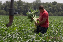 Жители Ставрополья могут получить господдержку на развитие личных подсобных хозяйств