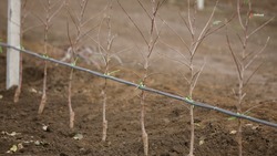 Грант поможет жителю Апанасенковского округа заложить яблоневый сад