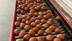 Субсидии на реализацию яиц выплачены на Ставрополье