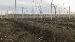 Суперинтенсивные сады заложили в 91 хозяйстве на Ставрополье 