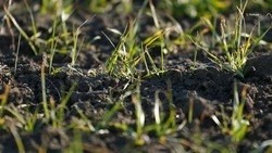 В десяти округах Ставрополья завершили первую подкормку озимых культур