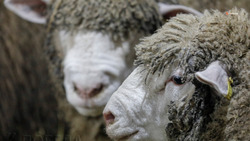 На Ставрополье увеличилось производство овечьей шерсти 