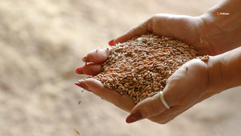Ставрополье экспортировало свыше 2,4 миллиона тонн зерна в страны ближнего зарубежья