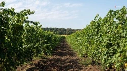 Санитарная обрезка лозы проходит в ставропольских виноградниках