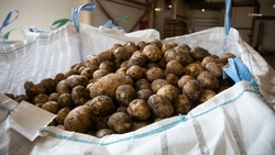 Картофель собрали с 80% полей Ставрополья