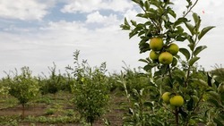 В Новоалександровском округе высадили более 1 гектара суперинтенсивных яблоневых садов