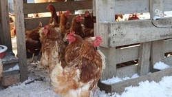 Доля экспорта ставропольского мяса птицы в Китай увеличилась в несколько раз