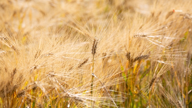 Ставропольские аграрии убрали более 800 тыс. тонн зерна